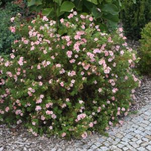 Potentilla fruticosa 'Pink Queen' - Struikganzerik