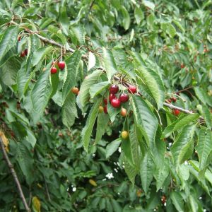 Prunus avium - Wilde Kers