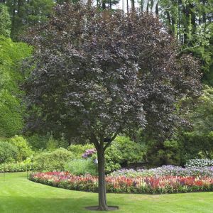 Prunus cerasifera 'Nigra' op stam - Sierpruim of Kerspruim
