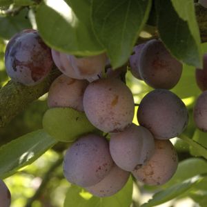 Prunus domestica 'Opal' - Pruimenboom