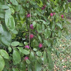 Prunus domestica 'Victoria' op stam - Pruimenboom