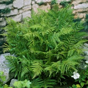 Pteridium aquilinum - Adelaarsvaren