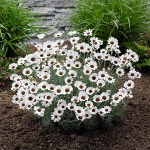 Rhodanthemum 'Casablanca' - Marokkaanse Margriet