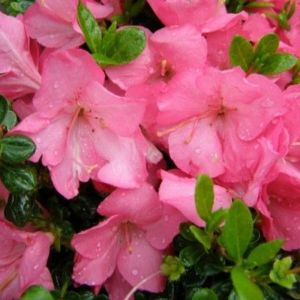 Rhododendron 'Anouk' - Azalea