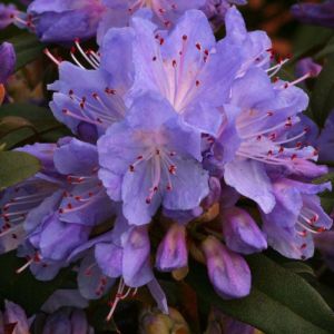 Rhododendron 'Blue Tit' - Dwergrhododendron