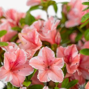 Rhododendron Encore 'Sunburst' 