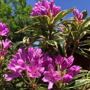 Rhododendron ponticum 'Variegatum' - Rhododendron