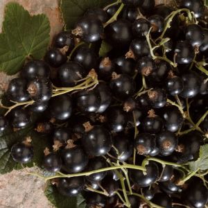 Ribes nigrum - Zwarte Bes