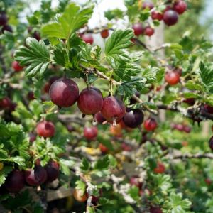 Ribes uva-crispa 'Hinnonmäki Röd' - Rode Kruisbes