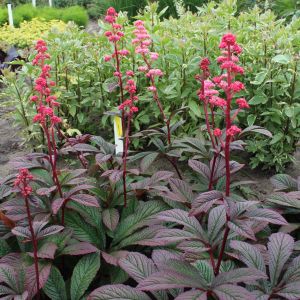 Rodgersia 'Bronze Peacock' - schout-bij-nacht