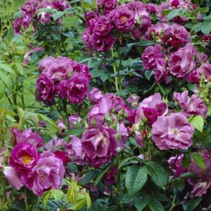 Rosa 'Rhapsody in Blue' 