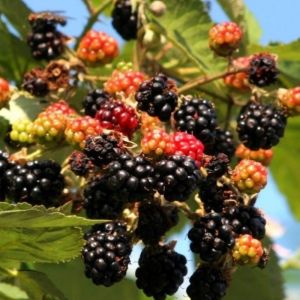 Rubus tricolor - Sierbraam