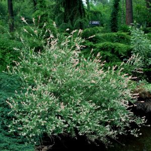 Salix integra 'Hakuro-nishiki' - Bonte Dwergwilg
