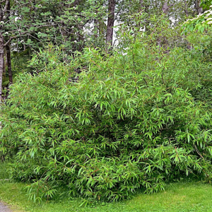 Salix udensis 'Sekka' - Japanse bandwilg