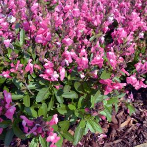 Salvia greggii 'Mirage Pink' - Salie