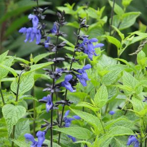 Salvia guaranitica 'Black and Blue' - Salie