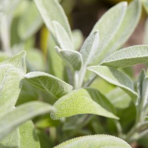 Salvia officinalis - Echte Salie