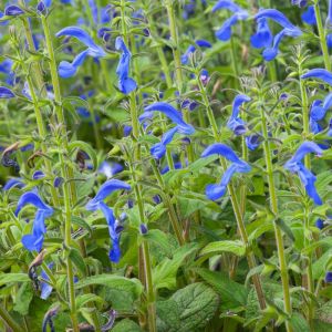 Salvia patens 'Patio Dark Blue' - Salie