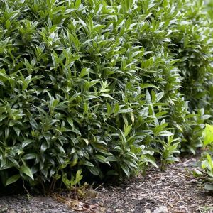 Sarcococca hookeriana humilis - Vleesbes