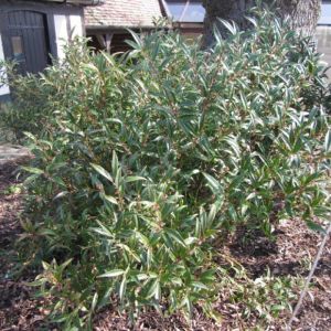 Sarcococca hookeriana 'Purple Stem' - Vleesbes