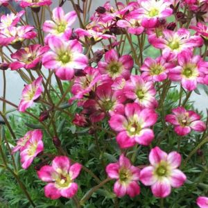 Saxifraga 'Pixie Pink' - Steenbreek