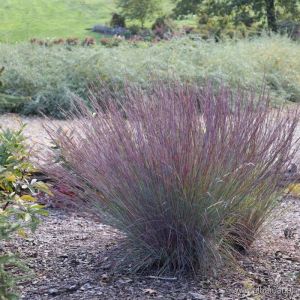Schizachyrium scoparium 'Blue Heaven' - Klein Prairiegras