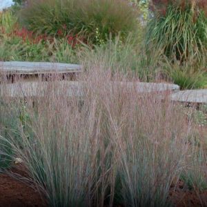 Schizachyrium scoparium 'Ha Ha Tonka' - Klein Prairiegras