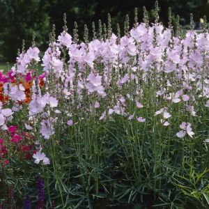 Sidalcea 'Elsie Heugh' - Prairiemalva