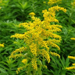 Solidago 'Goldkind' - Guldenroede