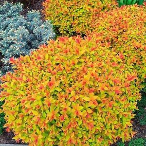 Spiraea japonica 'Firelight'