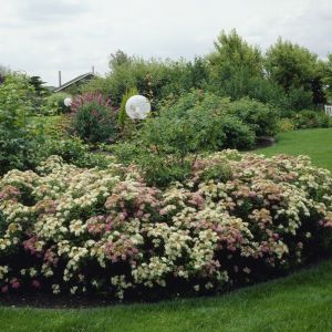Spiraea japonica 'Genpei'