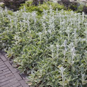 Stachys byzantina - Ezelsoor