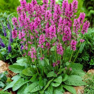 Stachys (Betonica) monieri 'Hummelo' - Andoorn