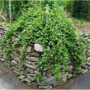 Stephanandra incisa 'Crispa' - Kransspirea