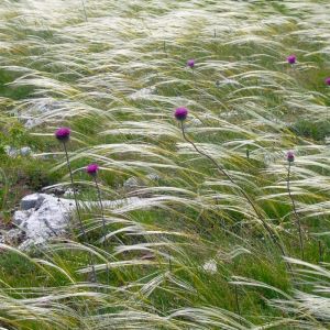 Stipa pennata - Vedergras