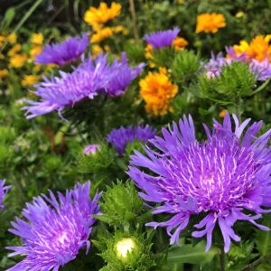 Stokesia laevis - Korenbloemaster