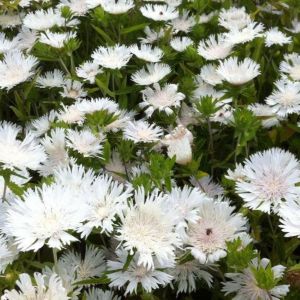 Stokesia laevis 'Alba' - Korenbloemaster