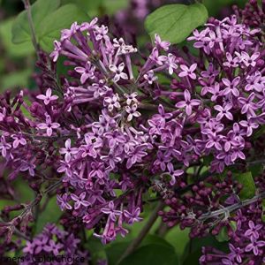 Syringa bloomerang 'Dark Purple' op stam - Dwergsering