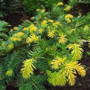 Taxus baccata 'Summergold'