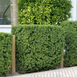 10 x Taxus Baccata - Taxushaag 20-60cm
