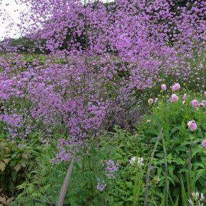 Thalictrum delavayi - Ruit