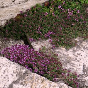 Thymus praecox 'Red Carpet'