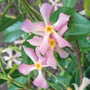 Trachelospermum jasminoides 'Pink Showers' - Toscaanse Jasmijn