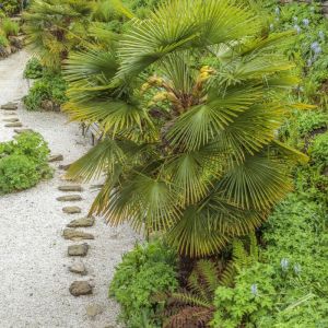 Trachycarpus fortunei - Henneppalm