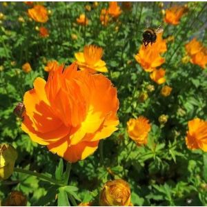 Trollius chinensis Golden Queen - Kogelbloem