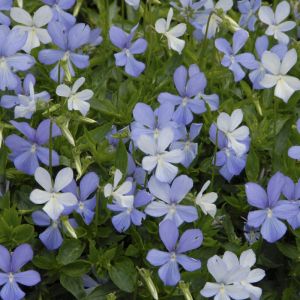 Viola cornuta 'Boughton Blue' - Hoornviooltje