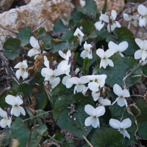 Viola odorata 'Alba' - Maarts Viooltje