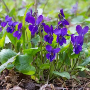 Viola odorata 'Königin Charlotte' - Maarts Viooltje