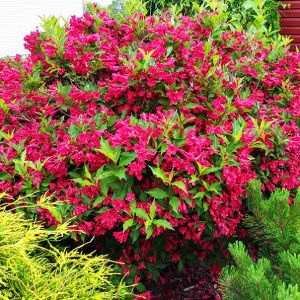 Weigela 'Red Prince' - Weigelia