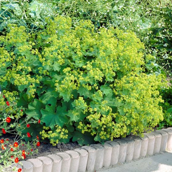 Alchemilla Mollis Vrouwenmantel Kopen